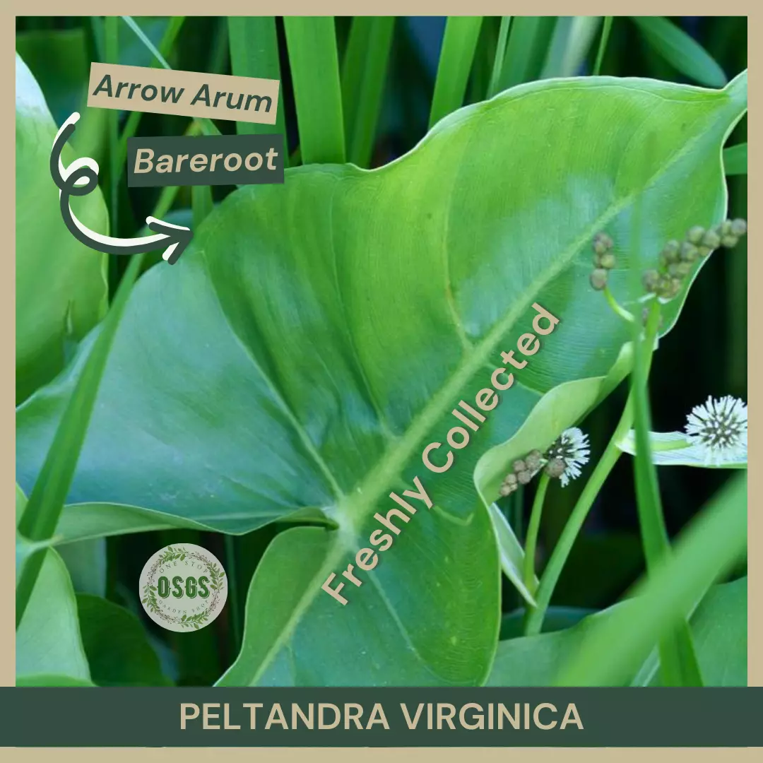 Peltandra virginica | Arrow Arum | Bareroot | Live Plant | Freshly Colle... - $19.25