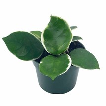 Variegated Hoya Carnosa Krimson Queen Very full 4&quot; potted starter, ready for 6&quot; - £18.51 GBP