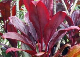 Hawaiian Red Ti Leaf Plant 2 Logs ~ Grow Hawaii - £19.08 GBP