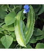 SEPTH Psophocarpus Tetragonolobus Seeds Vegetable Goa Dragon Bean Nitrog... - $10.87