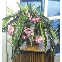 Angelwing Begonia &quot;My Special Angel&quot; Rooted Starter Plant**SHIPS WITHOUT... - $36.98
