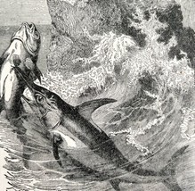 Swordfish Stabs Tunny Fish Cormorants 1887 Wood Engraving Victorian Art DWEE29 - £23.59 GBP