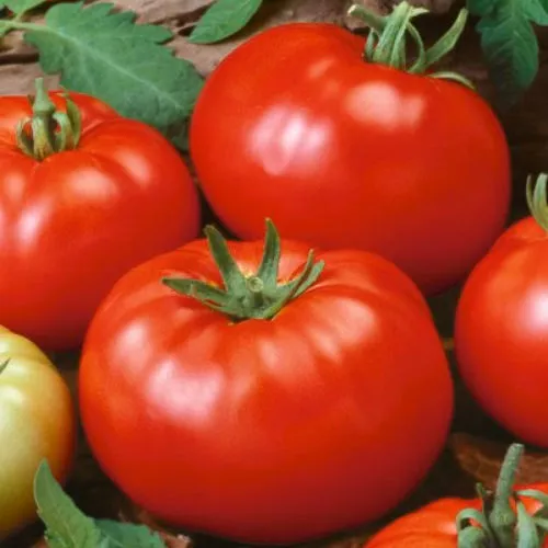 SYST 50 Seeds Beefsteak Tomato Heirloom Slicing Non Gmo Seed Catalog Home Garden - £7.49 GBP