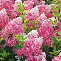 5 Dark Strawberry Hydrangea Seeds Perennial Hardy Shrub - $10.00