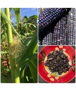 SML Chilean Blue Corn 25 Fresh Seeds Bulk Seeds - $348.02 MXN
