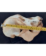 Taxidermy  mammal Hunting Pongo skull from Borneo  - $60,895.14 MXN