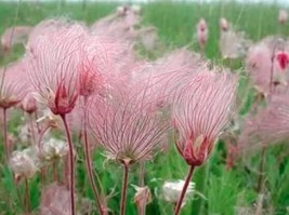 50 Prairie Smoke Geum Triflorum Purple Prairie Avens Flower Seeds Garden USA Sel - $8.35