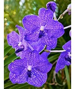 HAWAIIAN STRAP LEAF VANDA ORCHID PLANT 2&quot; POT ~ HAWAII - $42.88