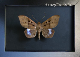 Ischyja Marapok Clifden Nonpareil Real Moth Framed Entomology Shadowbox - £46.38 GBP