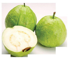 15 SEEDS  GUAVA tropical fruit Psidium guajava tree edible guayaba -WHITE- - £11.18 GBP