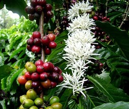 Coffea Arabica Arabian Coffee 5 Seeds USA Seller Garden Fresh - £14.68 GBP