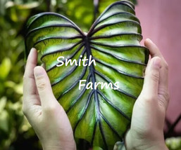 3 Seeds Colocasia Pharaoh s Mask Palm Tree Plant Flower - £5.33 GBP