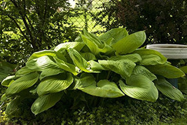 NEW ! Sum and Substance - 2004 Hosta of the year! - Live Plant - Quart Pot - £38.43 GBP