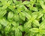 300 Genovese Italian Basil Seeds Fast Shipping - $8.99