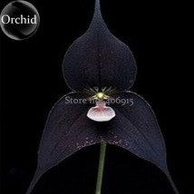 Rare Black Monkey Face Orchid Perennial Plants, 100 Seeds, long flowering fragra - £2.80 GBP