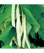 SDC Bai Bu Lao Romano Bean Seeds Pole Beans White Light Green Flat Roma ... - $19.58 CAD