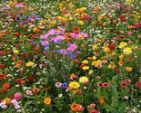 Deer Resistant Wildflower Seed Mix, 1 OZ, 13 Species, FREE SHIPPING - $9.40