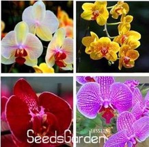 100 pcs Mixed 4 Colors Orchid Seeds Yellowish Pink &amp; Yellow Red &amp; Dark Red &amp; Pur - £6.35 GBP