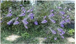 Lilac Lavender Butterfly Budhelia Bush Shrub Tree Over 100 Seeds Garden ... - $8.97
