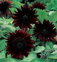 25 Black Magic Sunflower Seeds Flowers Seed Flower Perennial Bloom 240 US SELLER - $13.00