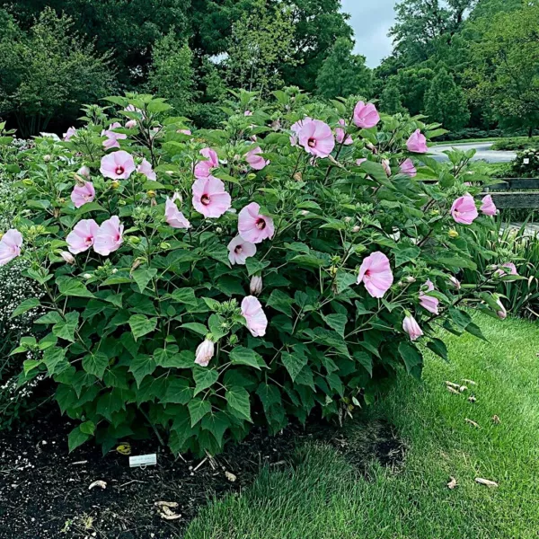 20 Pink Swamp Mallow Rose Seeds "Large Flower" Hardy Hibiscus Fast Plant Fresh G - £13.29 GBP