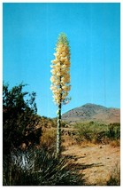 Yucca Large Desert Flower Cactus Postcard - £7.12 GBP