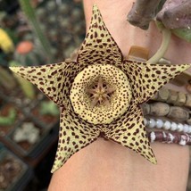 Orbea variegata Stapelia Seeds Garden Fast Shipping - $17.70