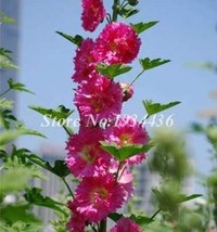 200 Pcs Miniature Hollyhock Flower Bonsai Plant DIY Home Garden Beautify... - $107.28 MXN