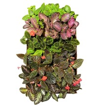 BubbleBlooms Harmony&#39;s Episcia Box Half Case 45-Pack 2-inch Flame Violet... - £123.95 GBP