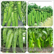 New Fresh Light Green Long Sheep Horn Sweet Pepper Vegetable Seeds 20 E3465 - $3.72