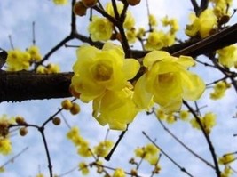 Wintersweet Chimonanthus Fragrans Praecox Deciduous Shrub Seeds Yellow New Fresh - £8.93 GBP