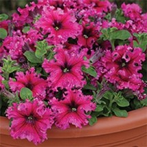 TH 30 Seeds Petunia Grandiflora Expresso Frappe Rose Flower Seeds / Annual - $15.09