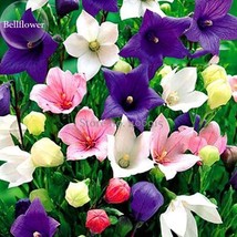 Rare Mixed Colorful Pink White Purple Red Campanula Bellflowers, 50 Seeds, fragr - £3.57 GBP