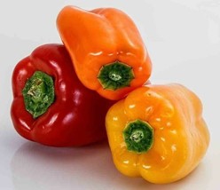 HGBO 50 Seeds California Wonder Bell Pepper Seeds Fresh Harvest For 2024 Gardens - £6.55 GBP