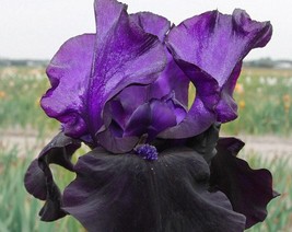 50 Lipstick Iris Flower Seeds Kw91009 38 Fresh USA Shipping - $17.96