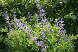 Blue Wild Indigo Rattlebush Baptisia Australis 50 SeedsFrom US - £6.59 GBP