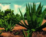 Sotol and Prickly Pear Cactus Fitzpatrick Cactus Gardens UNP Linen Postc... - $3.91