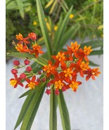 Milkweed Starter Plant in a 4 inch pot from our Butterfly Garden!  - $12.95