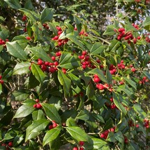 Ilex Opaca Satyr Hill American Holly Live Plant 12 Inch Tall 1 Gallon Po... - £84.13 GBP