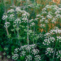 BRN Anise Seeds 200 Seeds Heirloom Non-Gmo Seed Store 1293 Fresh Garden - $8.97