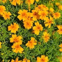 Tangerine Gem Marigold Seeds Gardening USA Shipping - $8.97