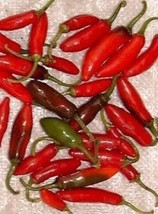 200 Serrano Tampiqueno Pepper Mexican Chile Capsicum Annuum Vegetable Seeds From - £6.58 GBP