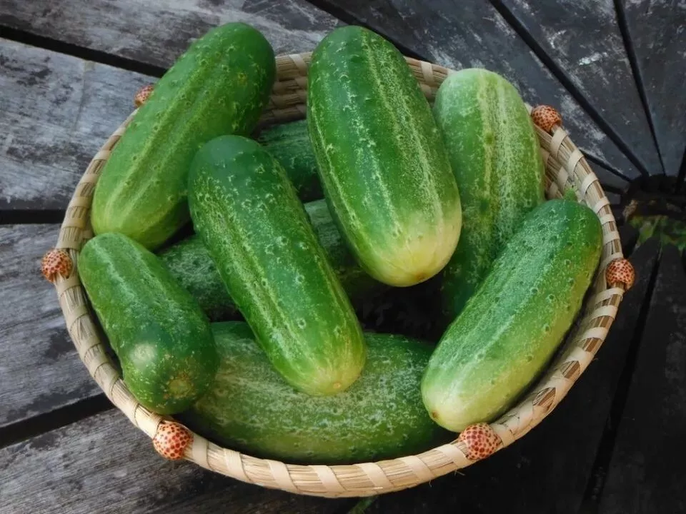 SGH 25 Seeds Louisiana Cucumbers Southern Vegetable Garden Planting Cukes USA - $8.95