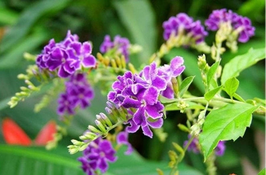 Duranta Repens Lavender Purple Flowering Shrub, 10 Fresh Thai DURANTA RE... - $2.25