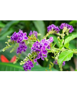 Duranta Repens Lavender Purple Flowering Shrub, 10 Fresh Thai DURANTA RE... - $41.98 MXN