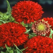 100 Gaillardia Seeds Pulchella Red Plume Starts Nursery Fresh Garden USA SELLER - $25.75