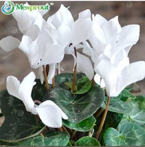 Cyclamen Flower 100 Seeds Garden - £11.83 GBP