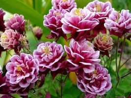 25 Aquilegia Vulgaris Barlow Rose Columbine Seeds Perennial Flower - £13.49 GBP