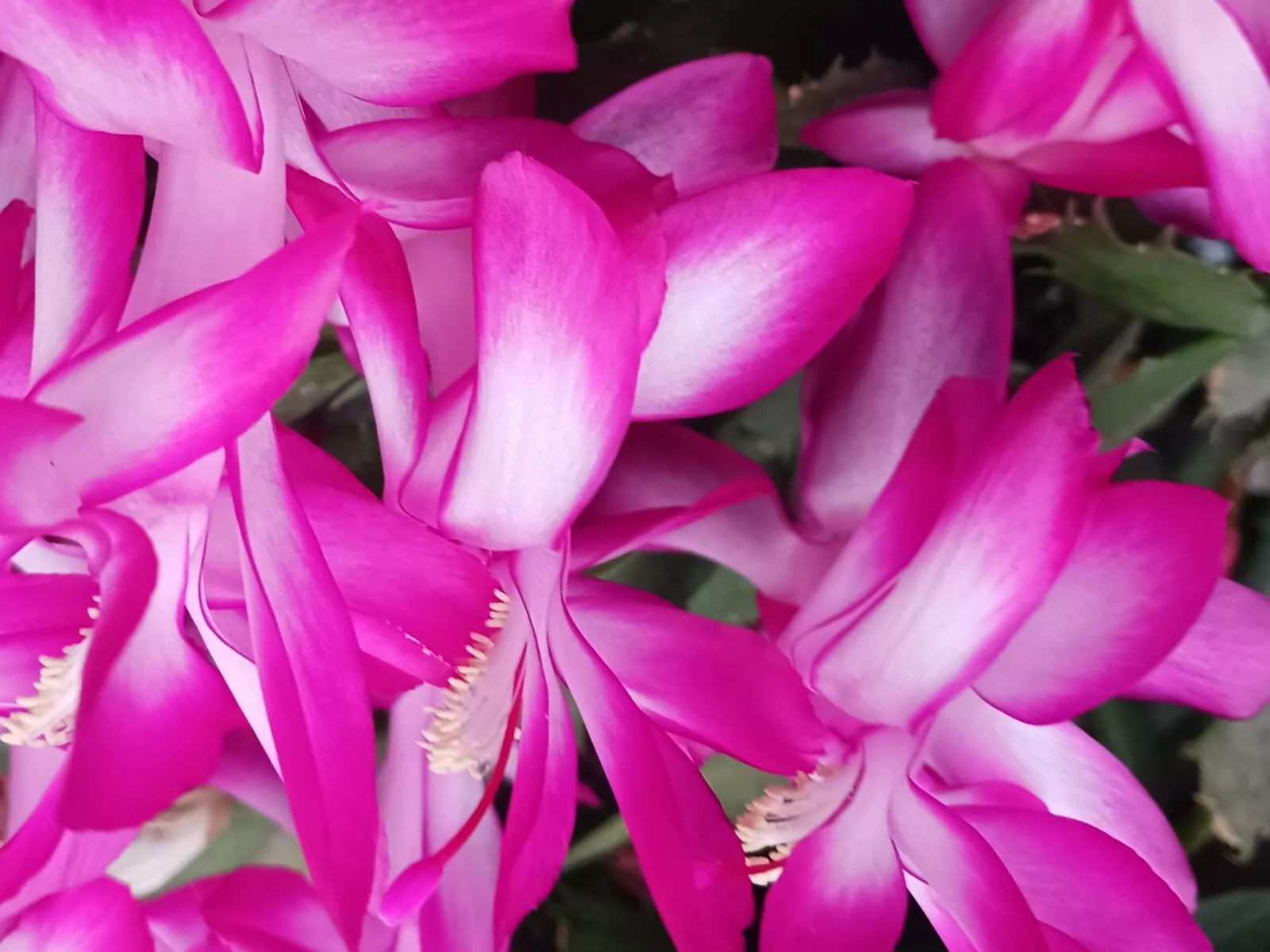 3&quot; Magenta Thanksgiving, Christmas Cactus Rooted Plant in 2&quot; Pot- NOT CU... - $30.90