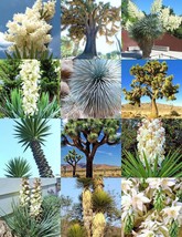 VP Yucca Mix Palm Tree Exotic Agave Aloe Flower Succulent Mixed Seed 15 Authenti - £8.74 GBP